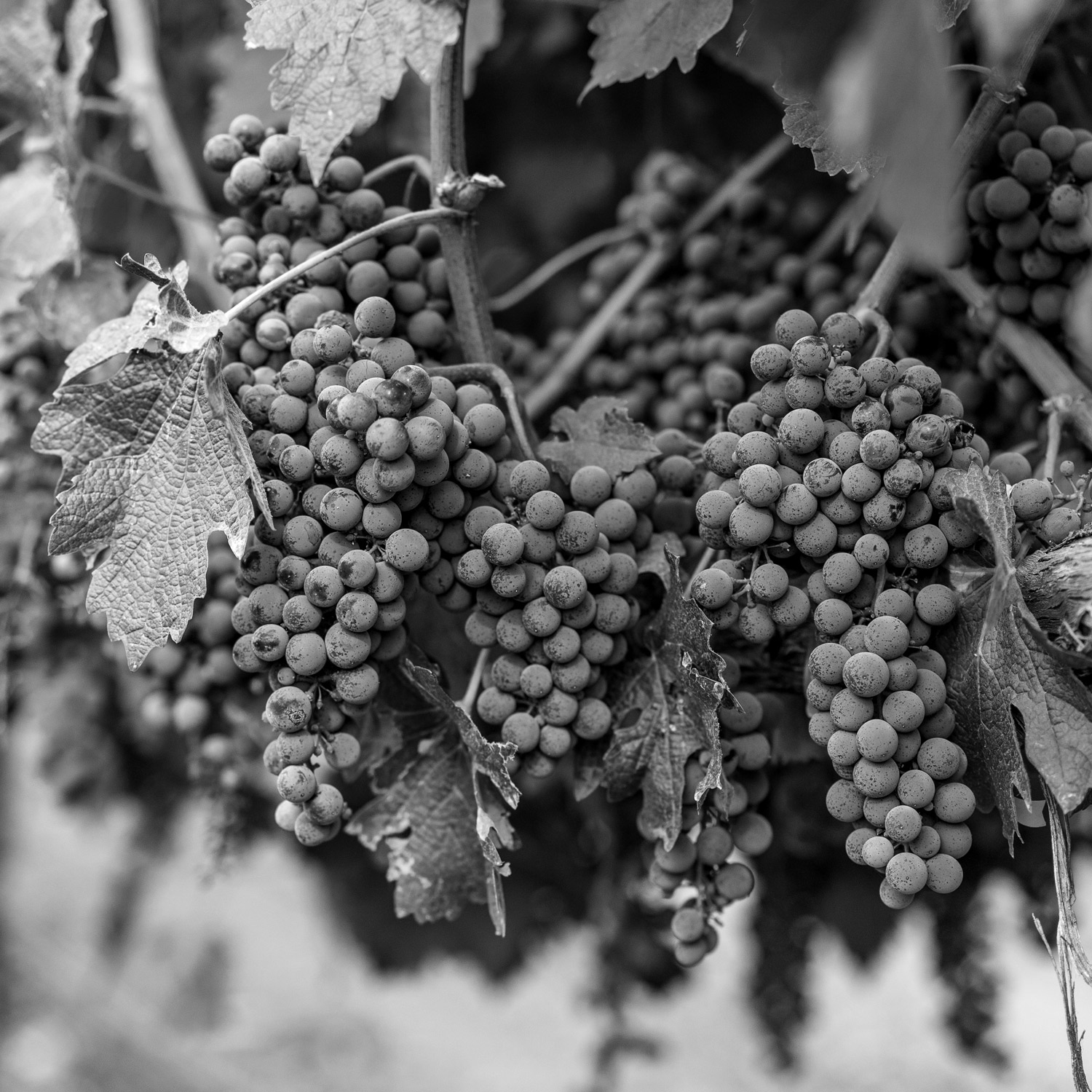 Grapes on the vine